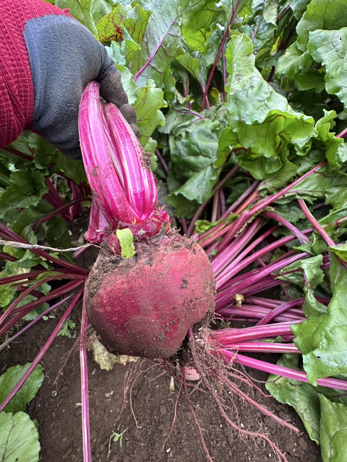 ビーツ、デトロイトダークレッド